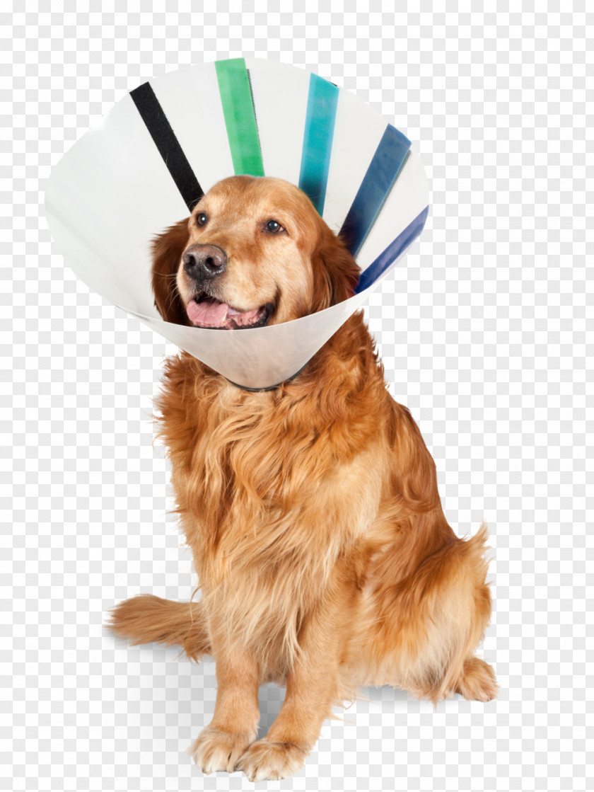 Golden Retriever Cat Elizabethan Collar Necklace Veterinarian PNG