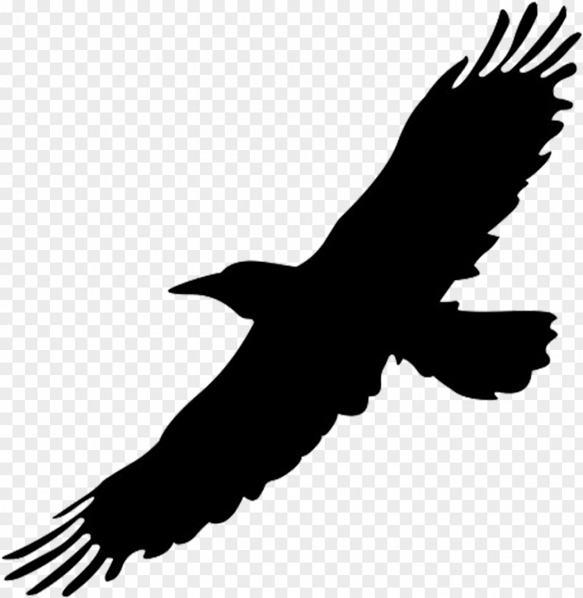 Hawk Vulture Bird Silhouette PNG