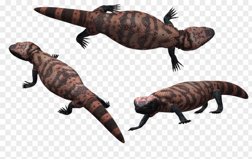Lizard Reptile Gila Monster Download Image Resolution PNG