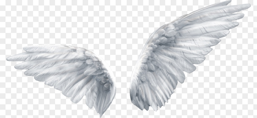 Angel Wings Kiss Clip Art Image Free Content Transparency PNG