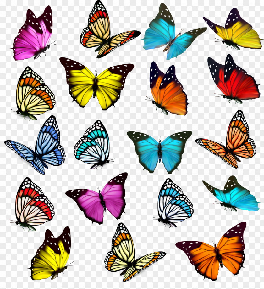 Butterfly Royalty-free Clip Art PNG