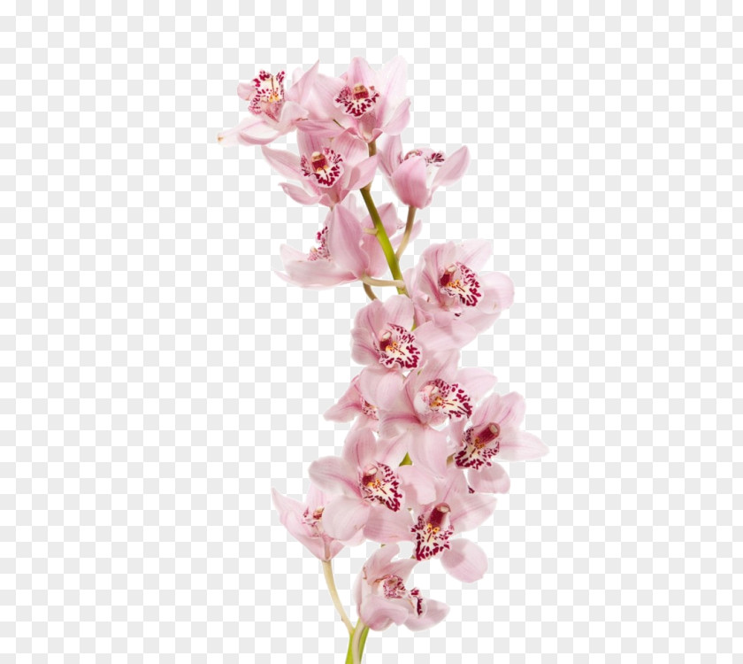 Flower Boat Orchid Moth Orchids Dendrobium PNG