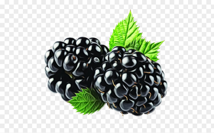 Pine Family Food Blackberry Berry Plant Rubus Fruit PNG