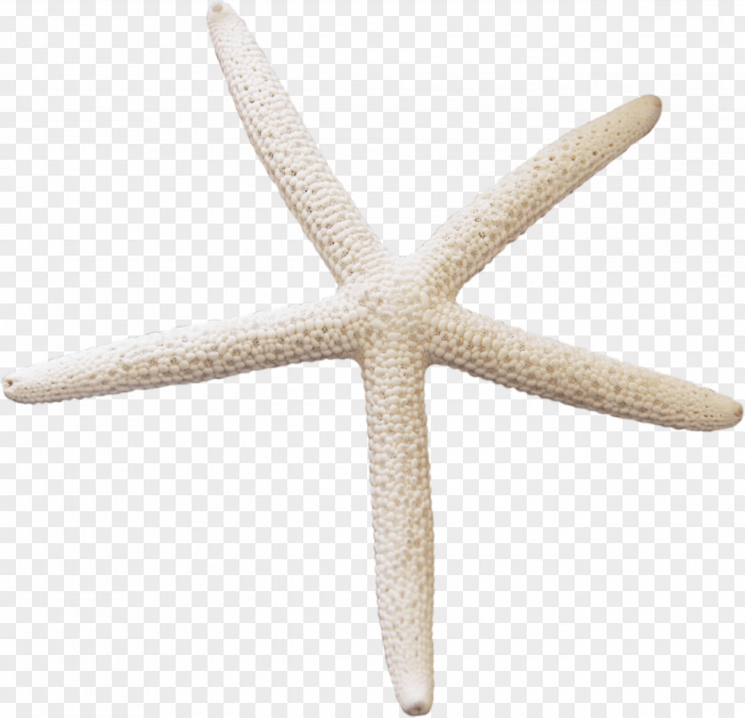Starfish White Cartoon PNG