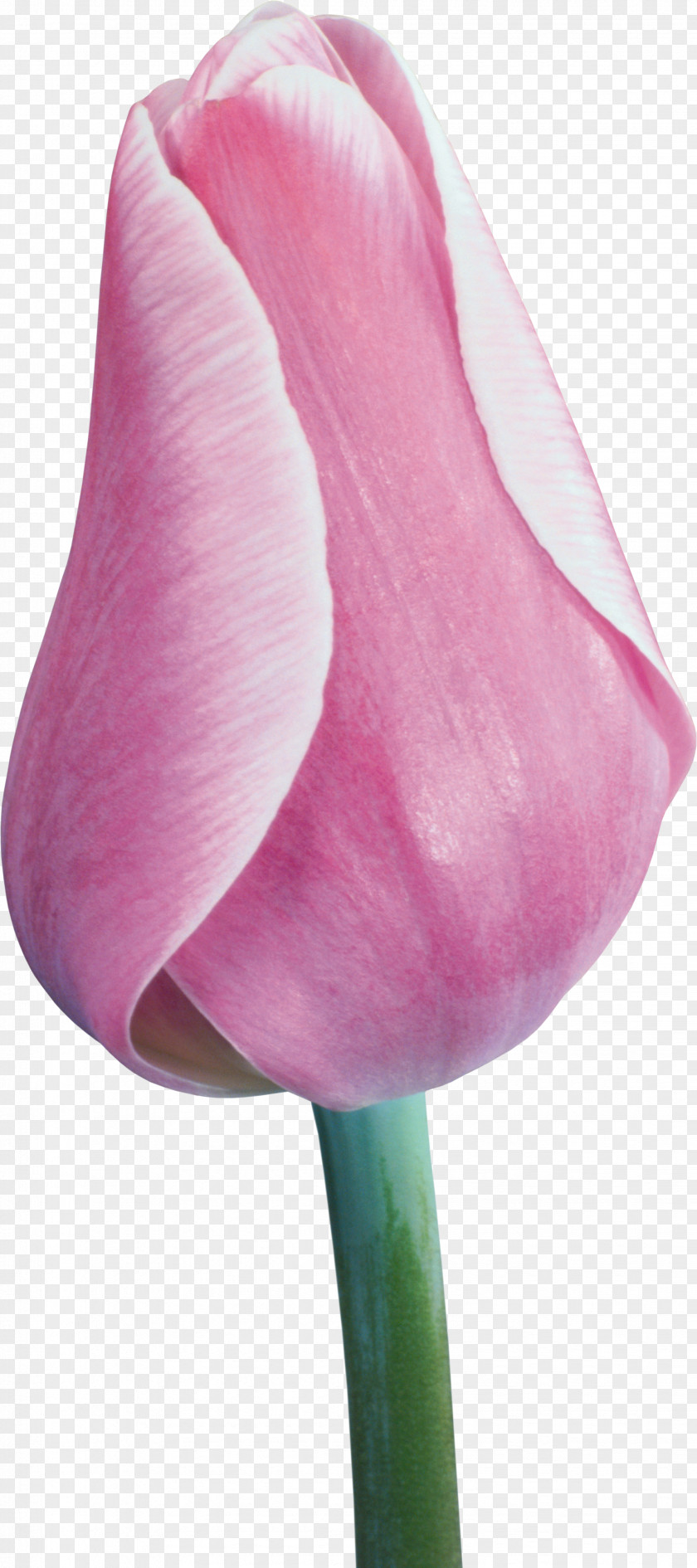 Tulip Flower Liliaceae Plant Stem Clip Art PNG