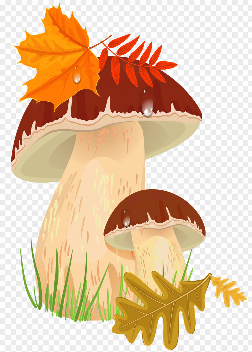 Fall Mushrooms Clipart Picture Penny Bun Edible Mushroom Autumn Clip Art PNG