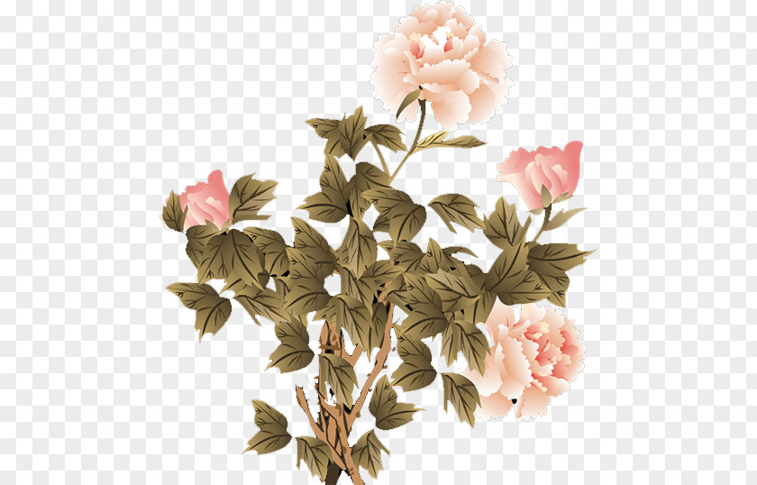 Peony Moutan Floral Design Flower PNG