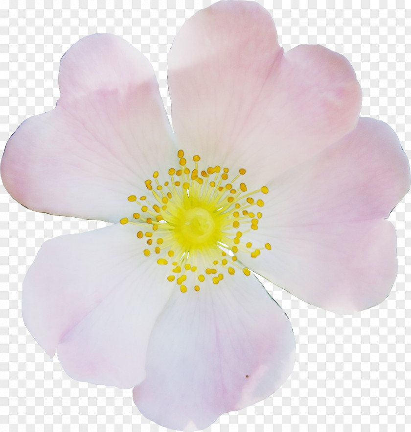 Pink M Petal PNG