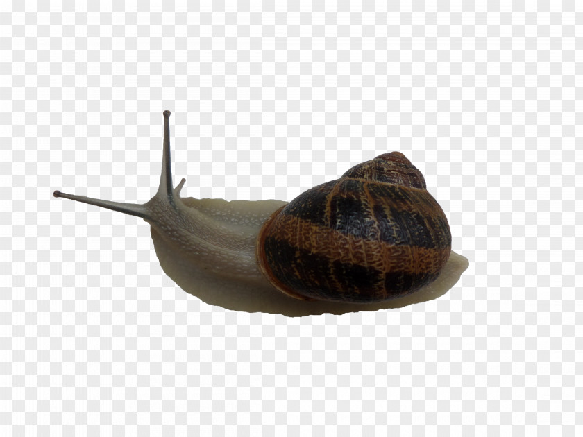 Snails Gastropods Snail Slug Lymnaeidae Stock PNG