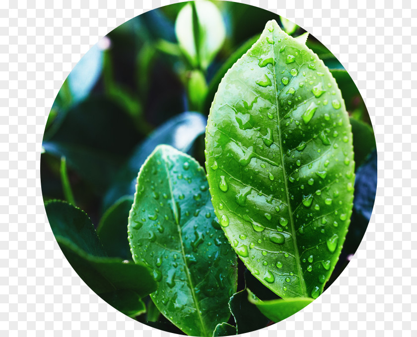 Tea Green Plant Oil Oolong PNG
