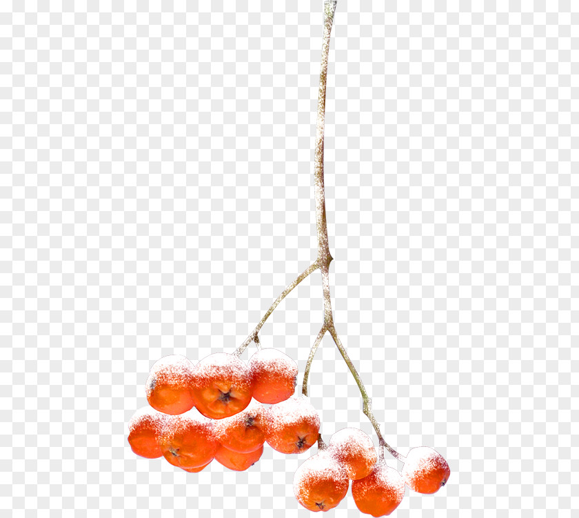 Winter Branch Decorative Material Orange Auglis Fruit PNG