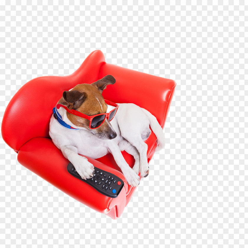 Dog Stock Photography Television PNG