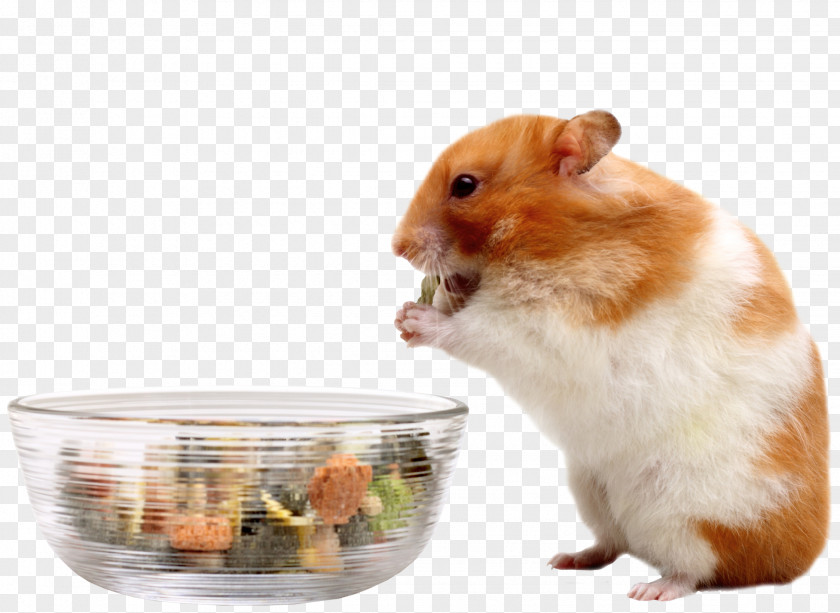 Hamster Your Mouse Eating Food PNG