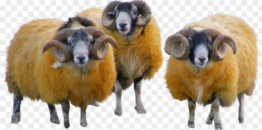 Sheep Wool Goat Yarn PNG