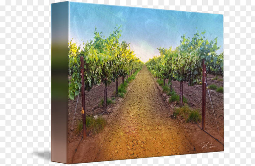 Vineyard Pinot Noir Wine Acrylic Paint Printing Canvas Print PNG