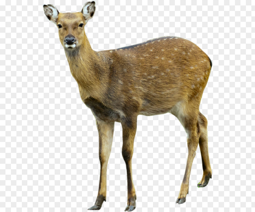 Deer Image Moose PNG