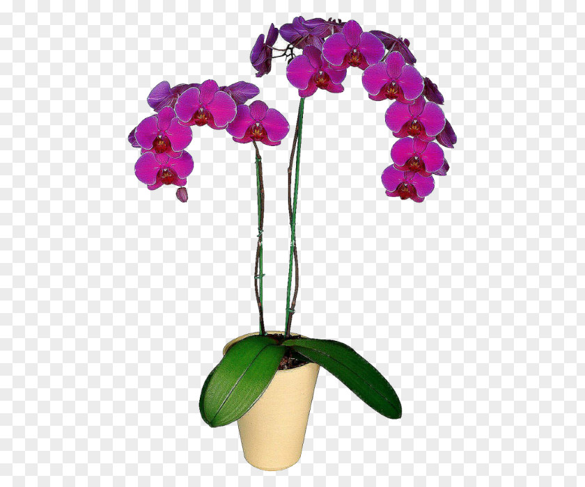Flower Moth Orchids Houseplant Dendrobium PNG