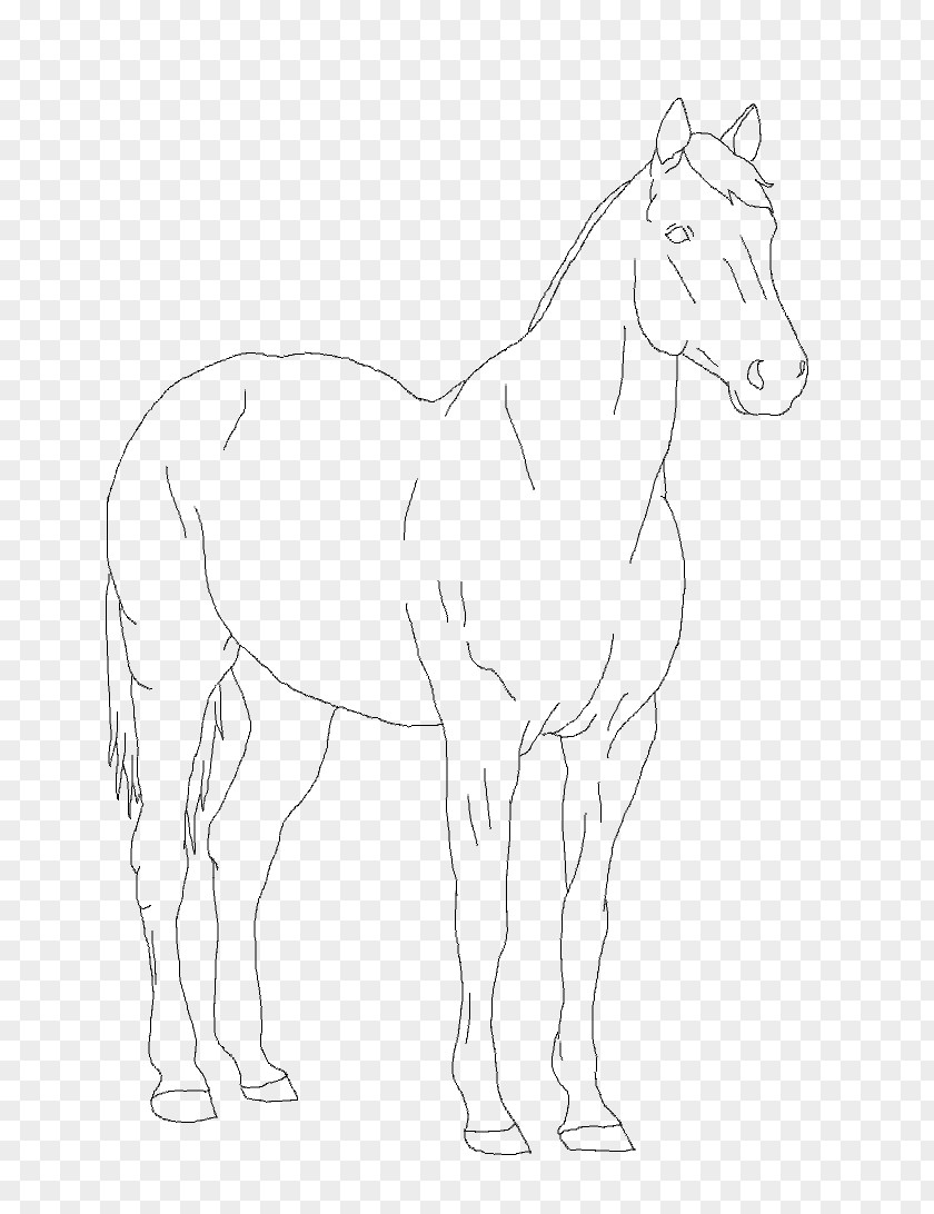Mule Foal Bridle Stallion Colt PNG