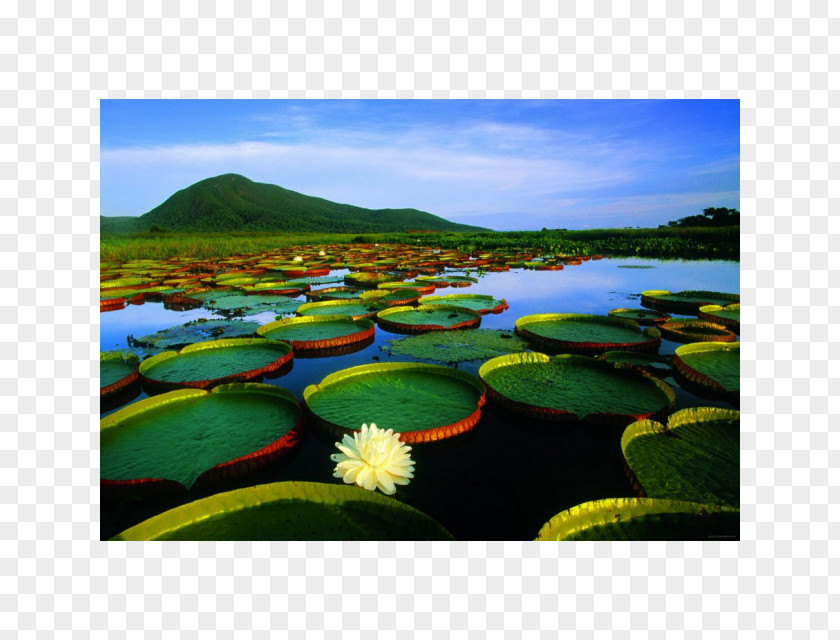 Pantanal Cuiabá Landscape Nature Desktop Wallpaper PNG