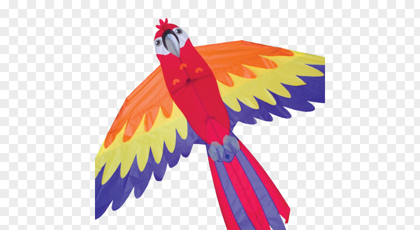 Parrot Macaw Bird Kite Beak PNG