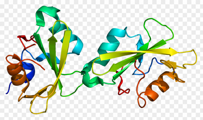 SH2B1 Signal Transducing Adaptor Protein Gene Nerve Growth Factor PNG