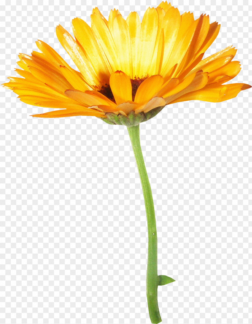 Sunflower Creative Common Chrysanthemum Oxeye Daisy PNG