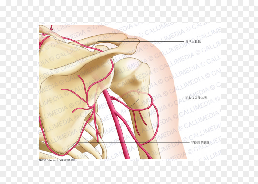 Arm Shoulder Thumb Posterior Humeral Circumflex Artery Coronal Plane PNG