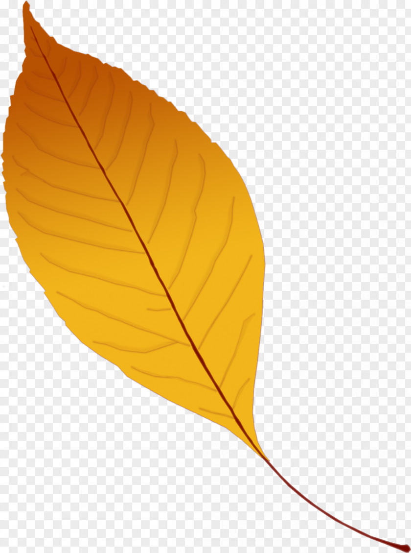 Autumn Leaves Leaf Yellow Branch Clip Art PNG