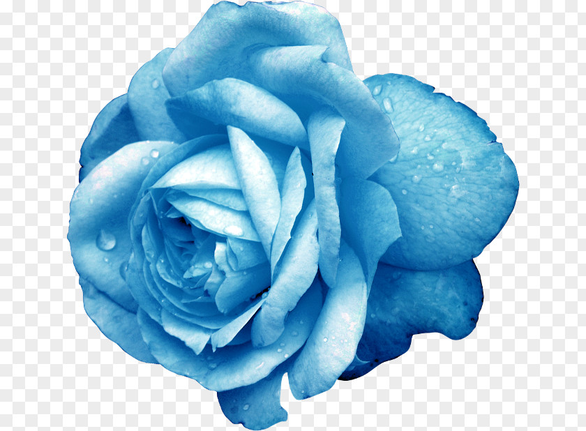 Exquisite Blue Flowers Rose Cut Garden Roses PNG