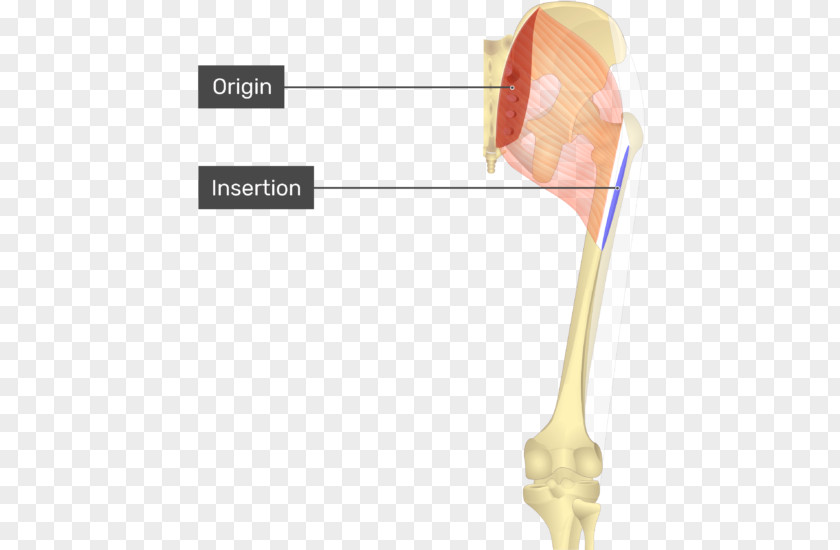Gluteus Maximus Muscle Origin And Insertion Gluteal Muscles Anatomy PNG