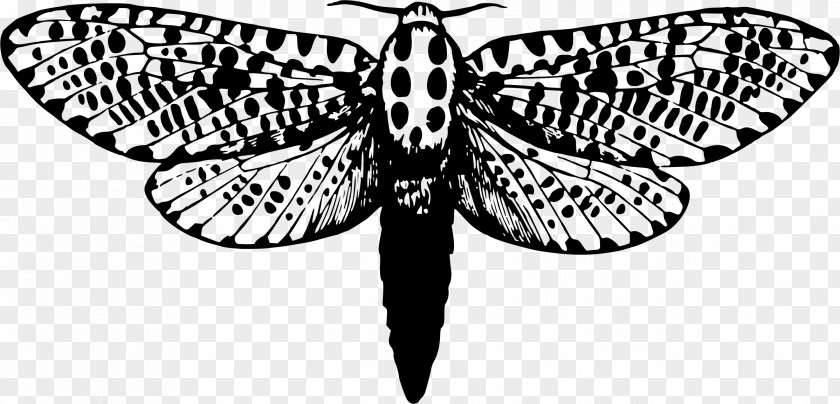 Moth Butterfly Giant Leopard Drawing PNG