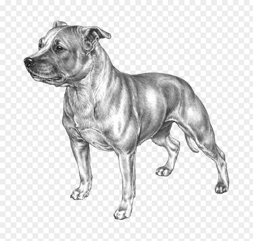 Race Dog Breed Staffordshire Bull Terrier American Pit PNG