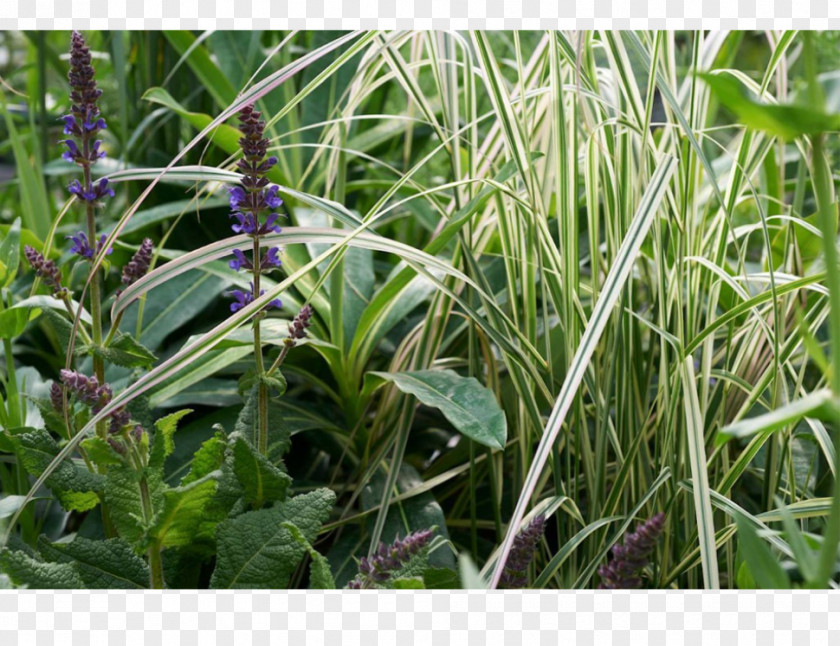 Ulmus Minor Plant Community Grasses Herb PNG