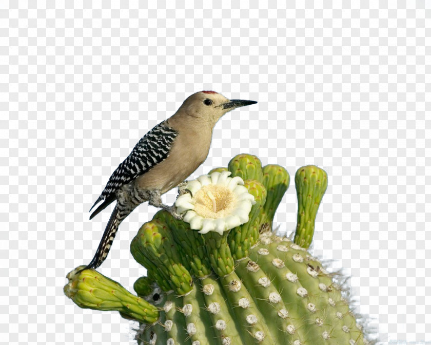 Bird And Cactus Saguaro National Park Woodpecker Flower PNG
