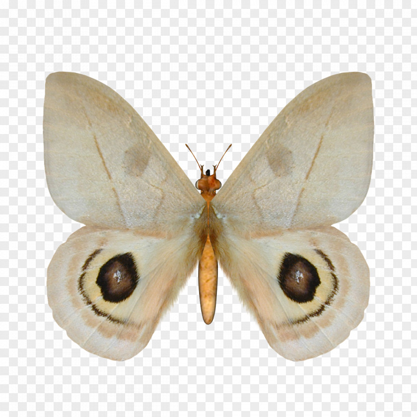 Butterfly Silkworm Image Illustration Insect PNG