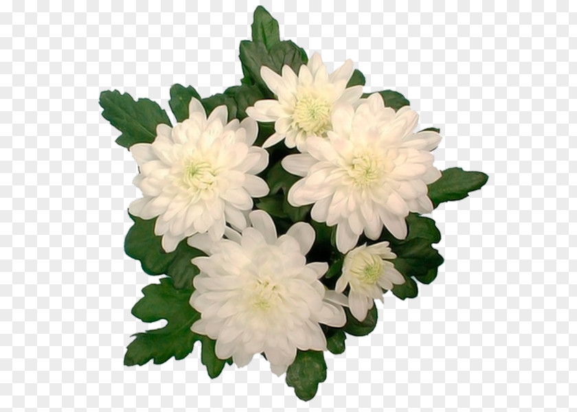 Chrysanthemum Aster Cut Flowers Annual Plant Herbaceous PNG