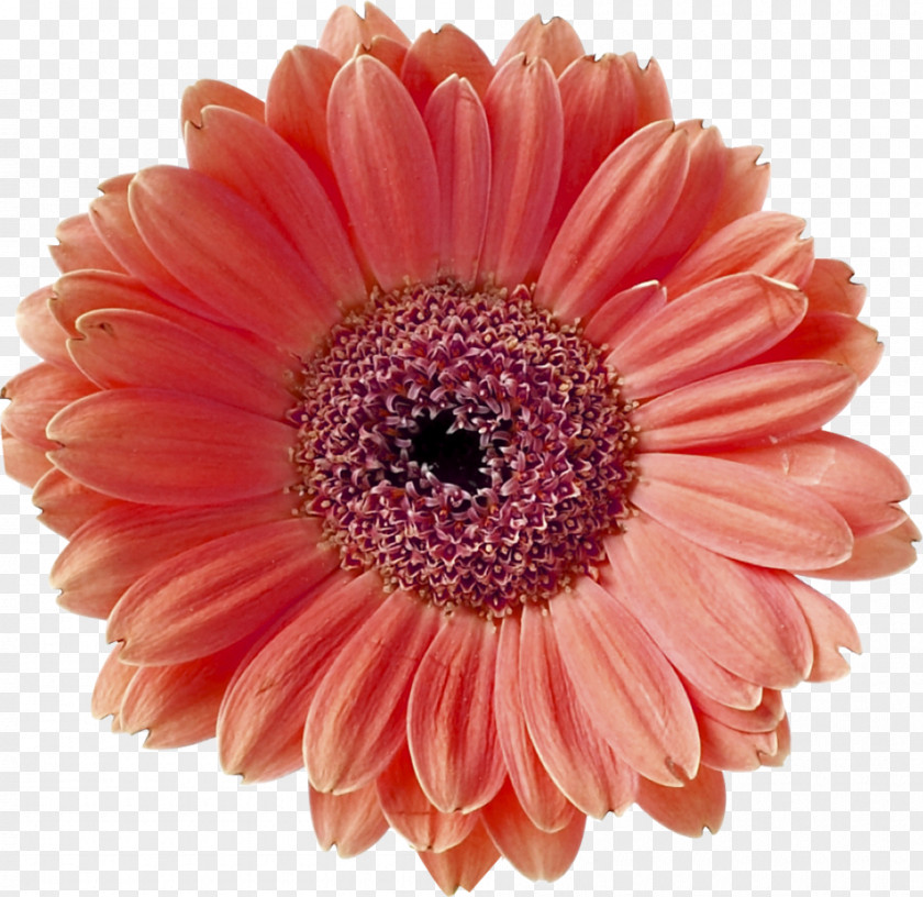 Flower Barberton Daisy Coral Stock Photography PNG