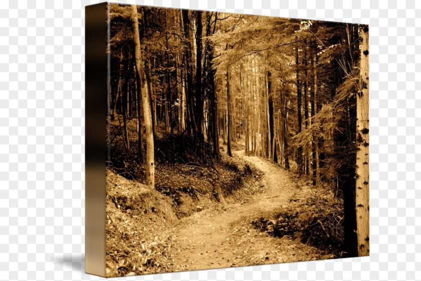 Forest Path Gallery Wrap State Park Canvas Wood PNG