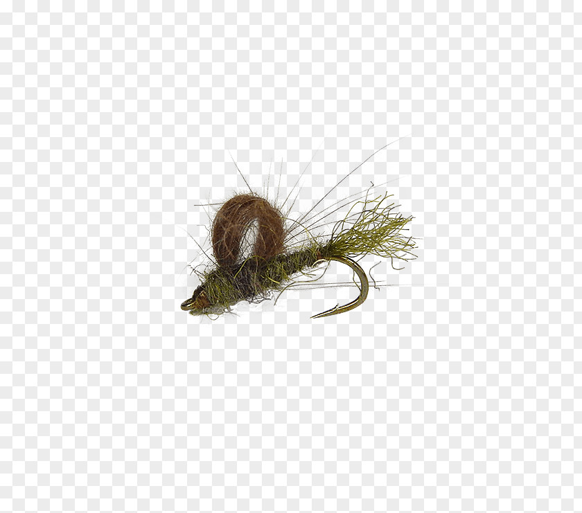 Holly Flies Caddisflies Fly Fishing Larva PNG