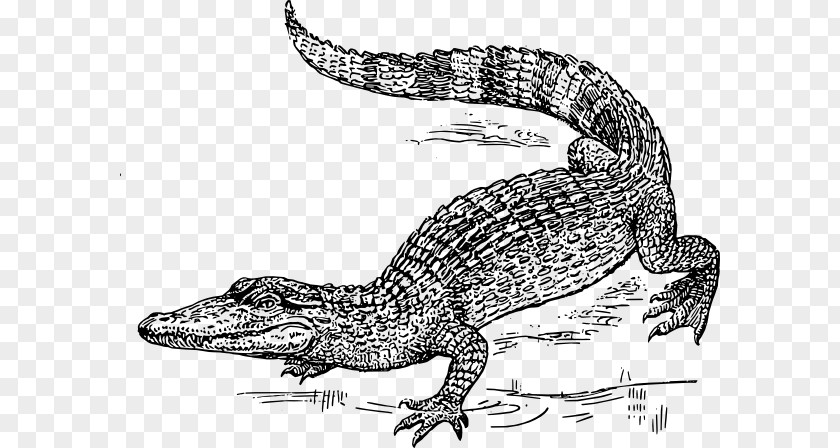 Krokodil Clipart Crocodile Alligator Drawing Clip Art PNG