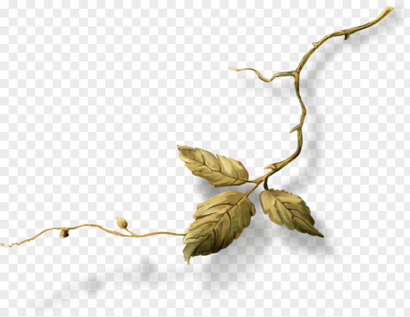 Leaf Twig Plant Stem PNG