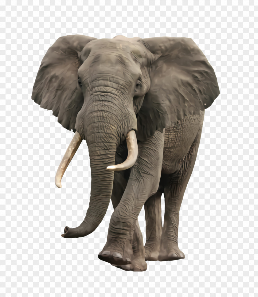 Snout Animal Figure Indian Elephant PNG