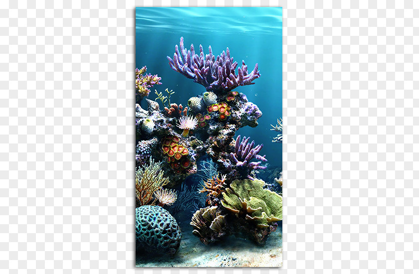 Coral Reef Aquarium Koi Goldfish Green Swordtail PNG