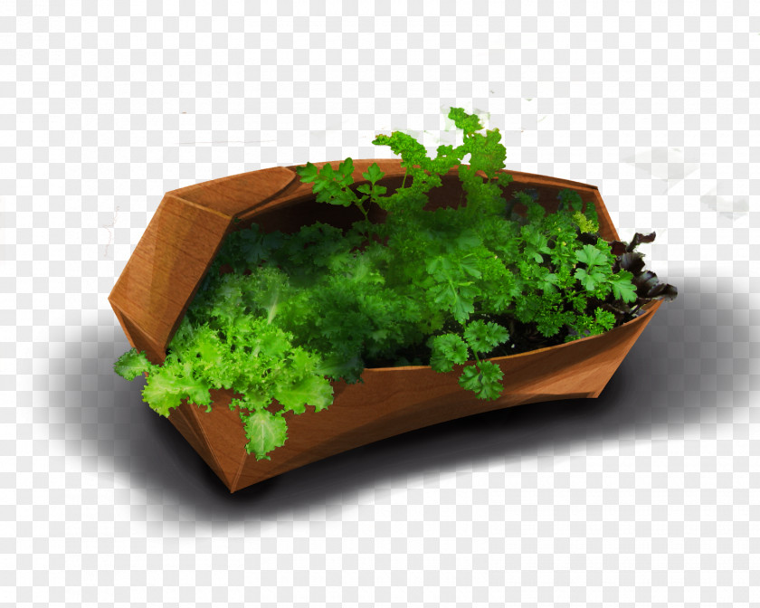 Design Leaf Vegetable Herb Flowerpot PNG