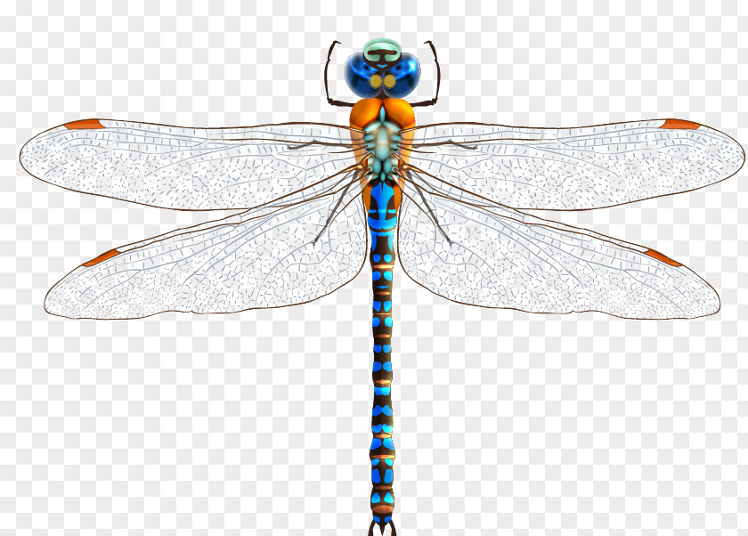 Dragonfly Vector Material Drawing Clip Art PNG