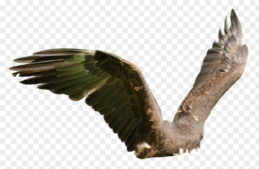 Eagle Bird Of Prey Buzzard Hawk PNG