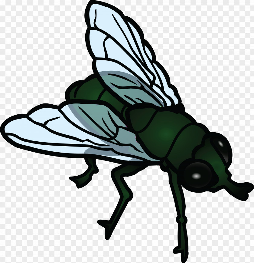 Flies Insect Public Domain Clip Art PNG