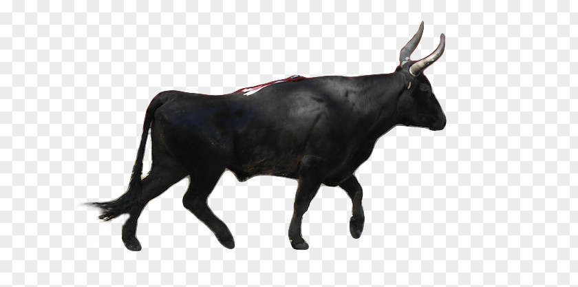 Taureau Spanish Fighting Bull Camargue Cattle Ox Taurus PNG