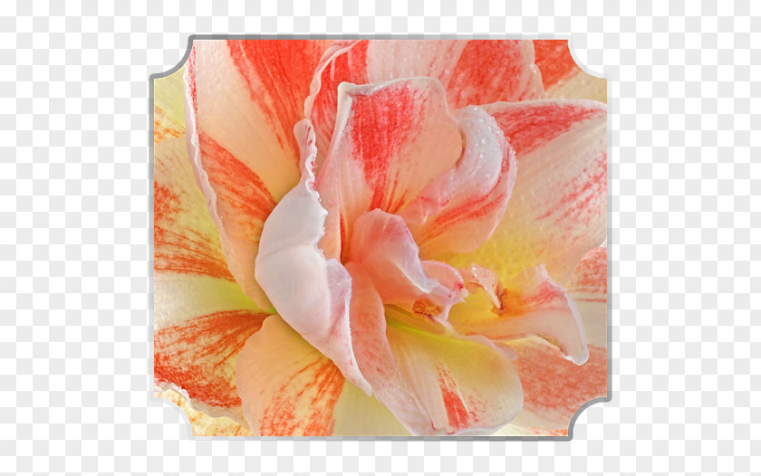 Billing Amaryllis Jersey Lily Canna Close-up Belladonna PNG