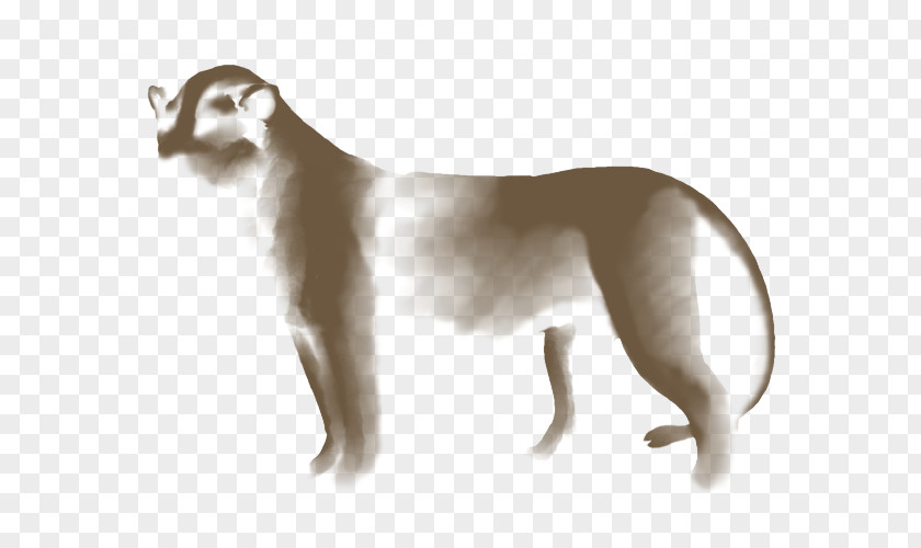 Cat Whippet Italian Greyhound Cougar Lion PNG